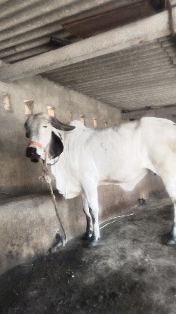 थंबनेल 3