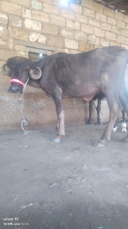 થંબનેલ 2