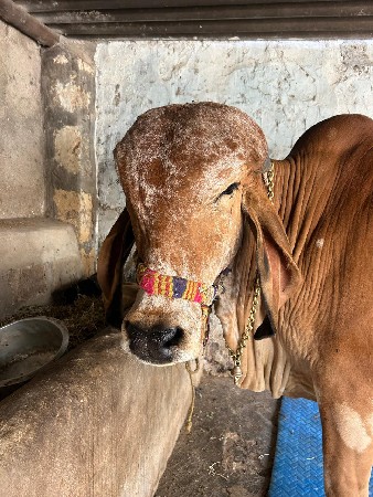 ગીર હોડકી વેચવાની છે