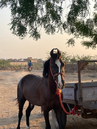 થંબનેલ 2