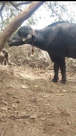 બે ભેંસો વેચવાની છે