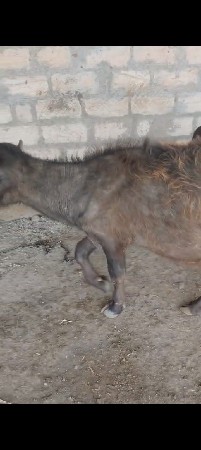 થંબનેલ 2