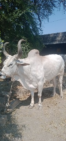 આ બળદ વેચવાના છે