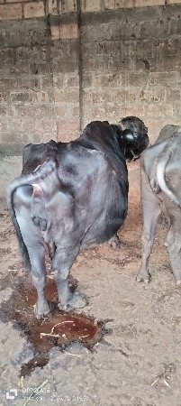 ભેંસ વેસવાની સે