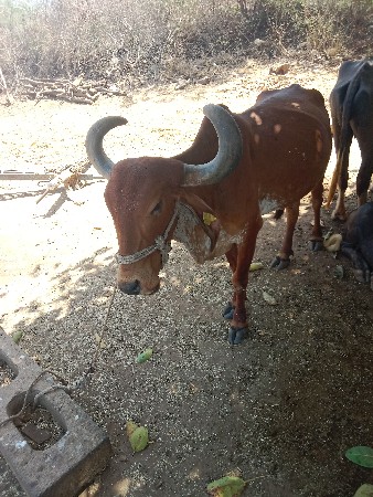 थंबनेल 2