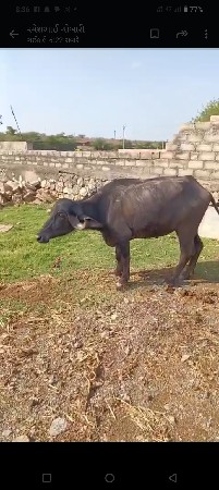 થંબનેલ 3