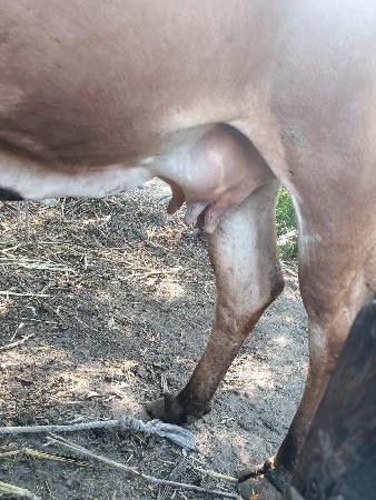 ગાય વેસવી ઘાભણીછે