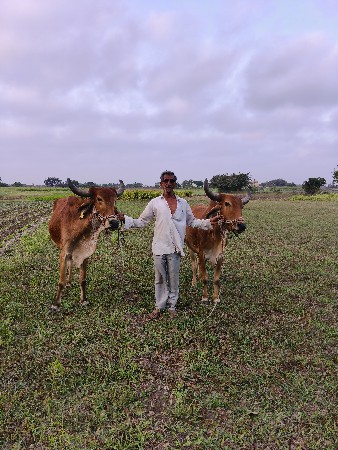 2 બળદ વેસવાના છે