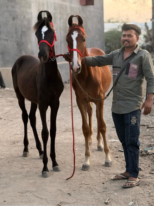 મારવાડી લાયન ની વછૈરી છે