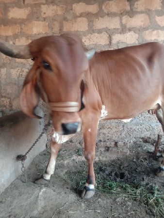 थंबनेल 2