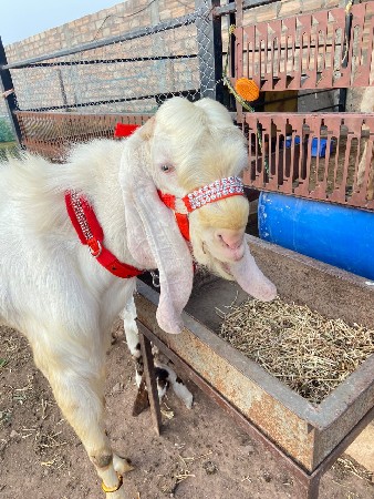 વેચવનો છે