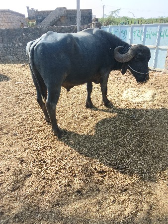 थंबनेल 2