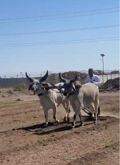 ઘોઢલા 2 .2 દાંતે