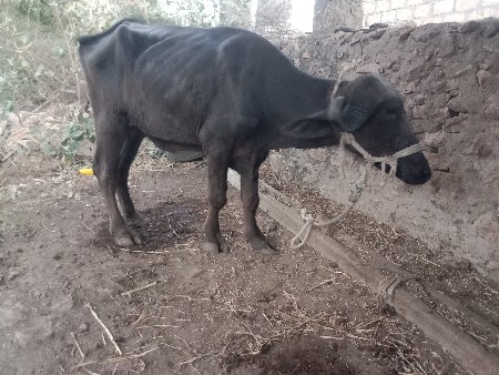 વેચવાની છે