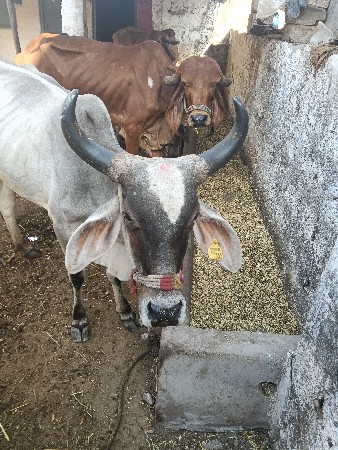 ગીર ગાય વેચવાની છે