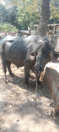 આ પાડો વેચવાનો છે