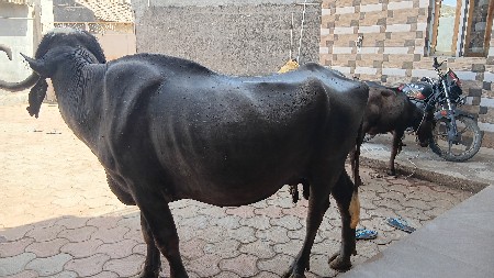 थंबनेल 2