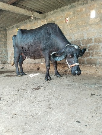 थंबनेल 2