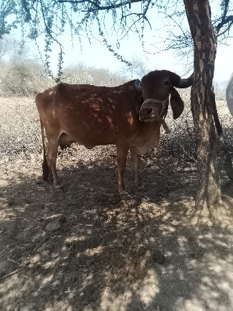 વેસવાનિછે