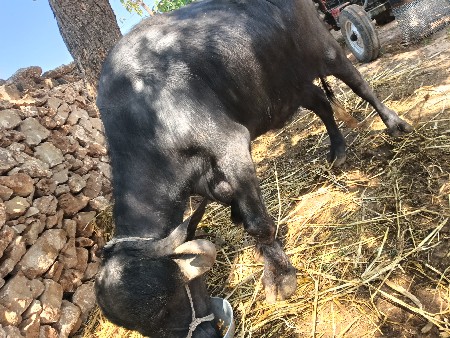 વેચવાની છે.