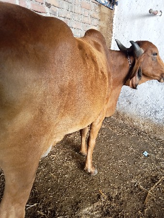 થંબનેલ 3