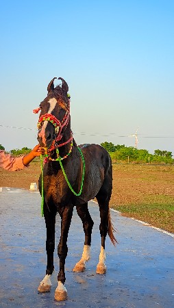 થંબનેલ 2