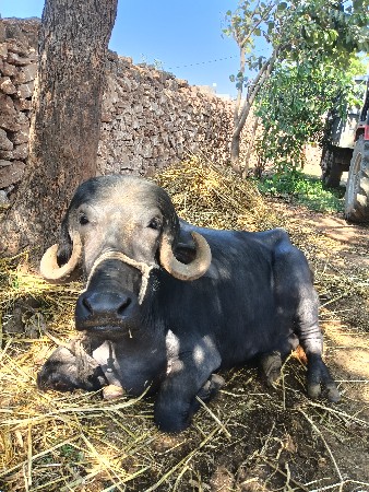 थंबनेल 3