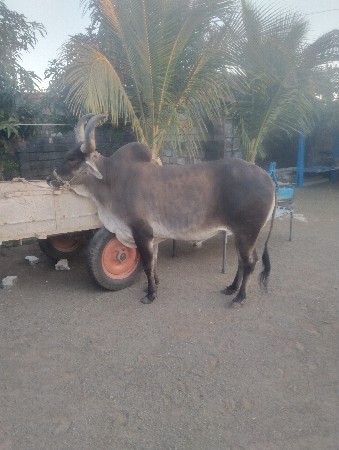 थंबनेल 3