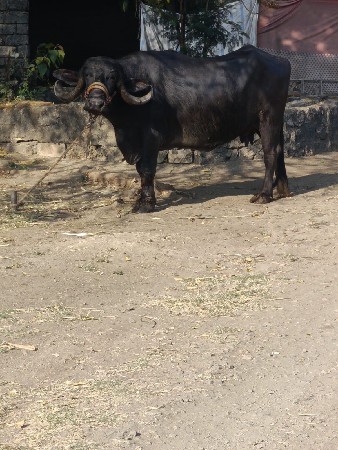 थंबनेल 3