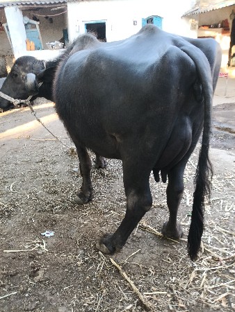 थंबनेल 3