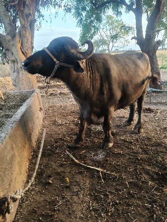 થંબનેલ 3