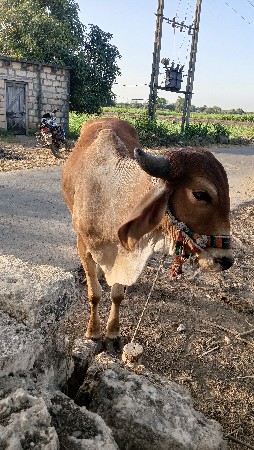 થંબનેલ 2