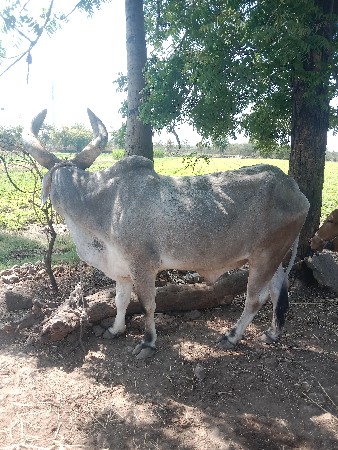 થંબનેલ 2