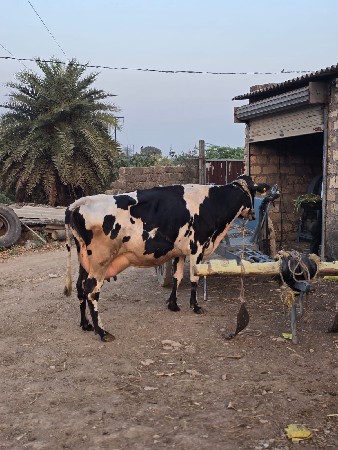 gay બેસવાની સે