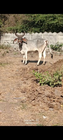 थंबनेल 2