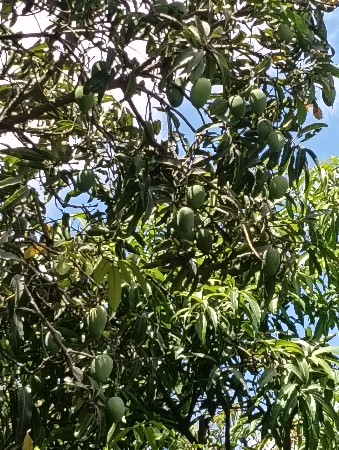 આંબાનો બગીચા નો હીજાર