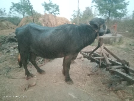 ખડેલું વેચવાનું છે