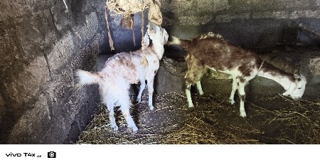 થંબનેલ 3