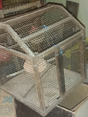 પિજરુ સાટુ કરવાનું સે