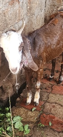 થંબનેલ 3