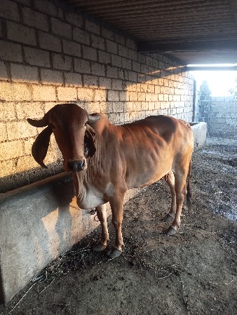 થંબનેલ 2