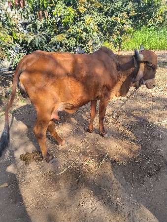 थंबनेल 2