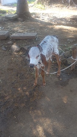 કિંમત 60 હજાર