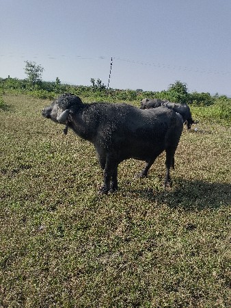 થંબનેલ 3