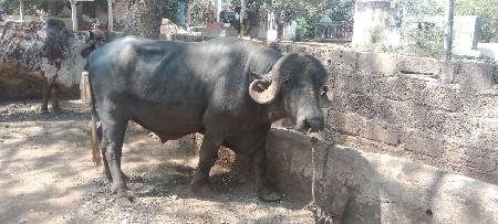 थंबनेल 2