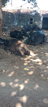 થંબનેલ 2