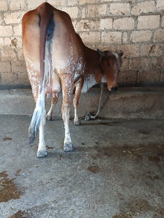 थंबनेल 2