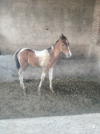 બે મહિનાનો વશરો