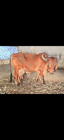 ગીર ગાય વેચવાની છે