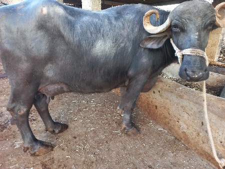 थंबनेल 2